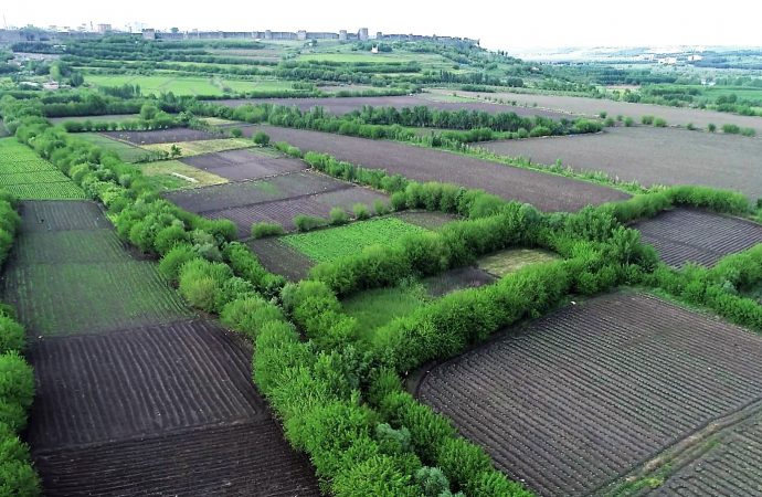 Koronavirüs biyoçeşitliliği artırdı, yavru sayısı pik yaptı