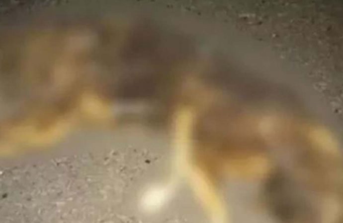 Köpek yakıp sosyal medyadan paylaştı!