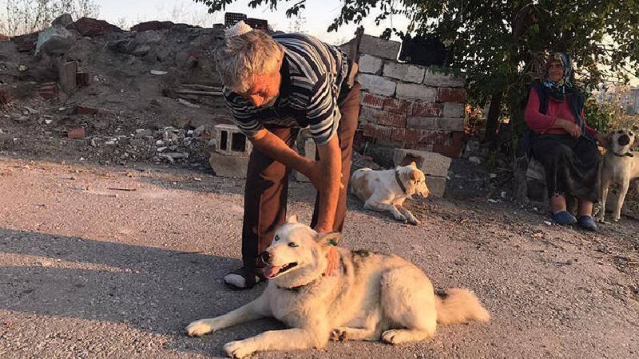 Sokak köpeklerini beslerken başından vuruldu