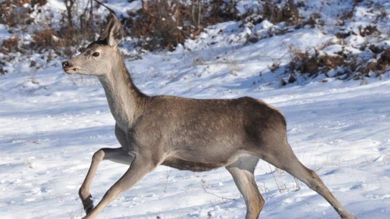 Bolu Barosu'ndan, kızılgeyiklerin avlanması için açılan ihaleye dava