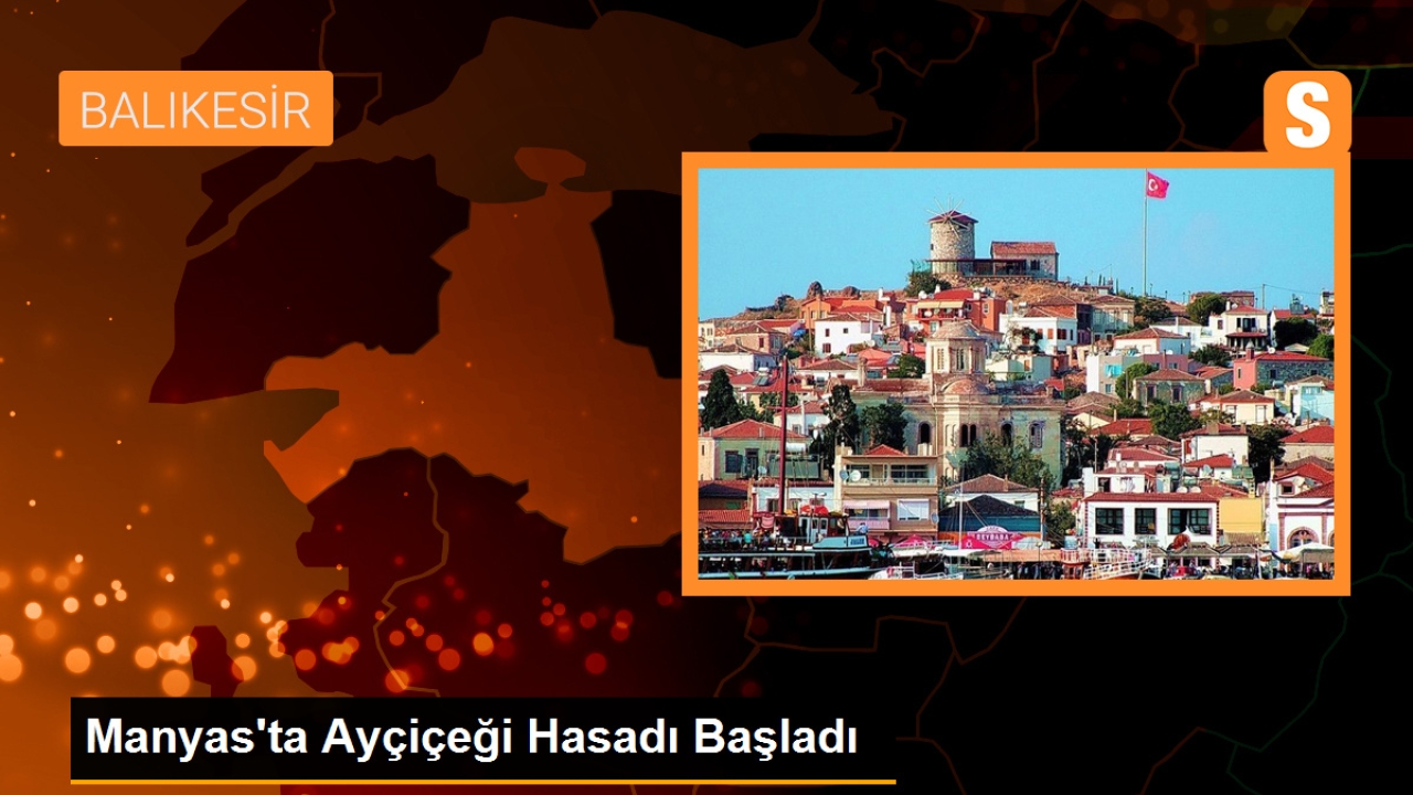 Manyas'ta Ayçiçeği Hasadı Başladı, Verim Düşük