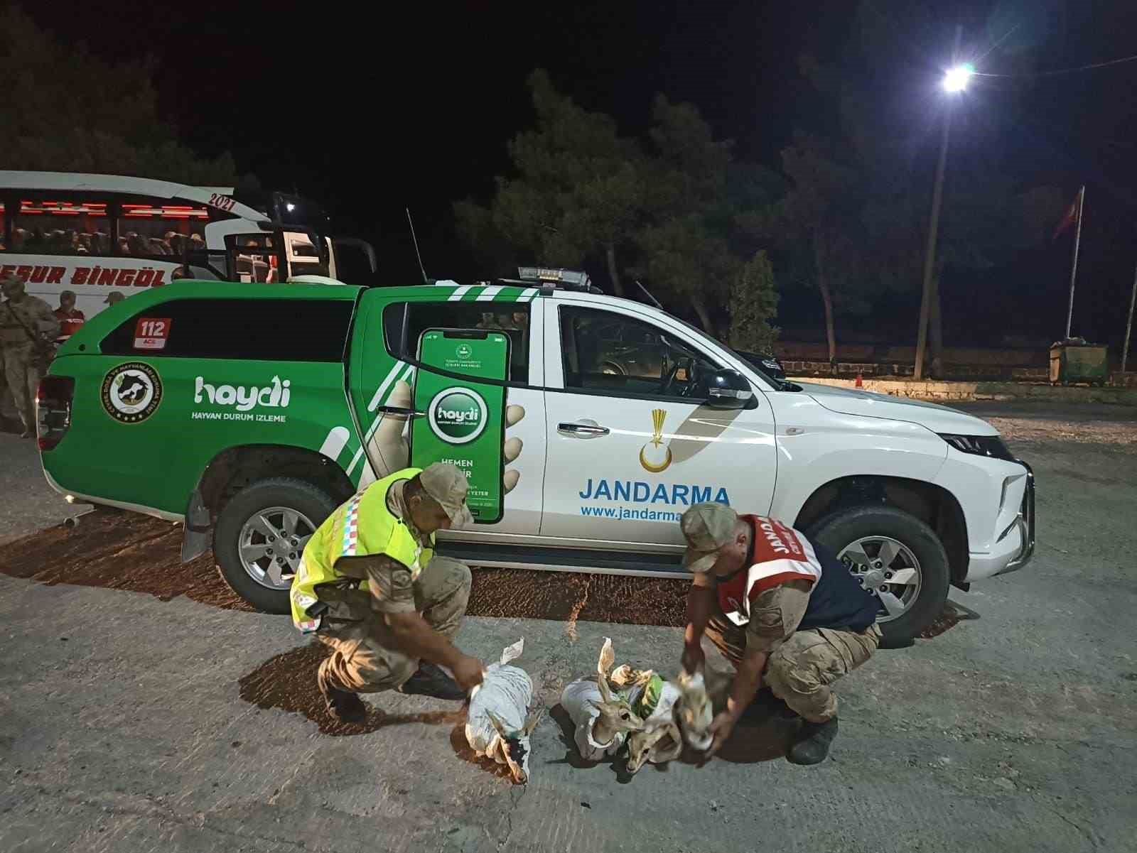 4 yavru ceylanı yaralayarak kaçırmak istediler! Çuvallara sarılı yavru ceylanlar koruma altına alındı