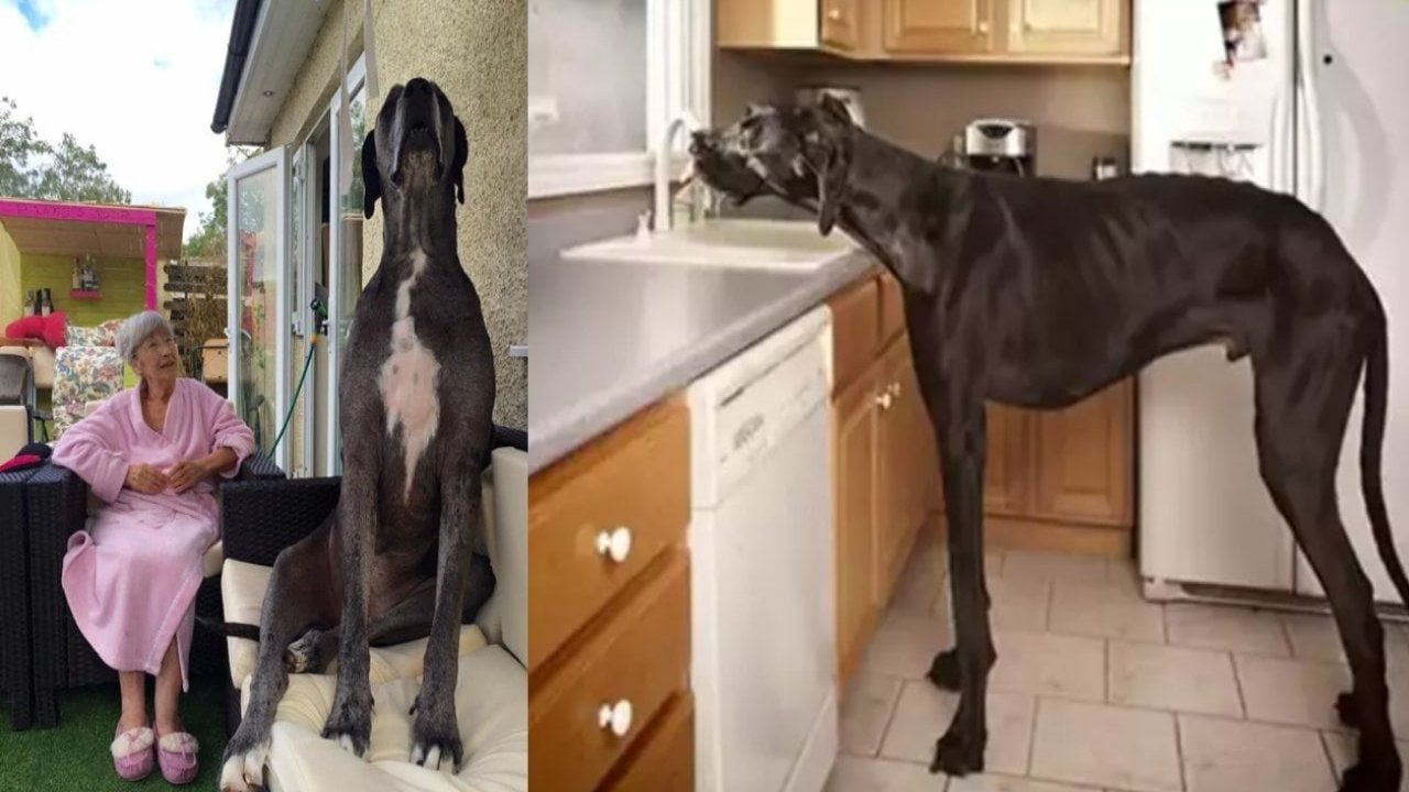 Dünyanın en uzun köpeği yaşamını yitirdi