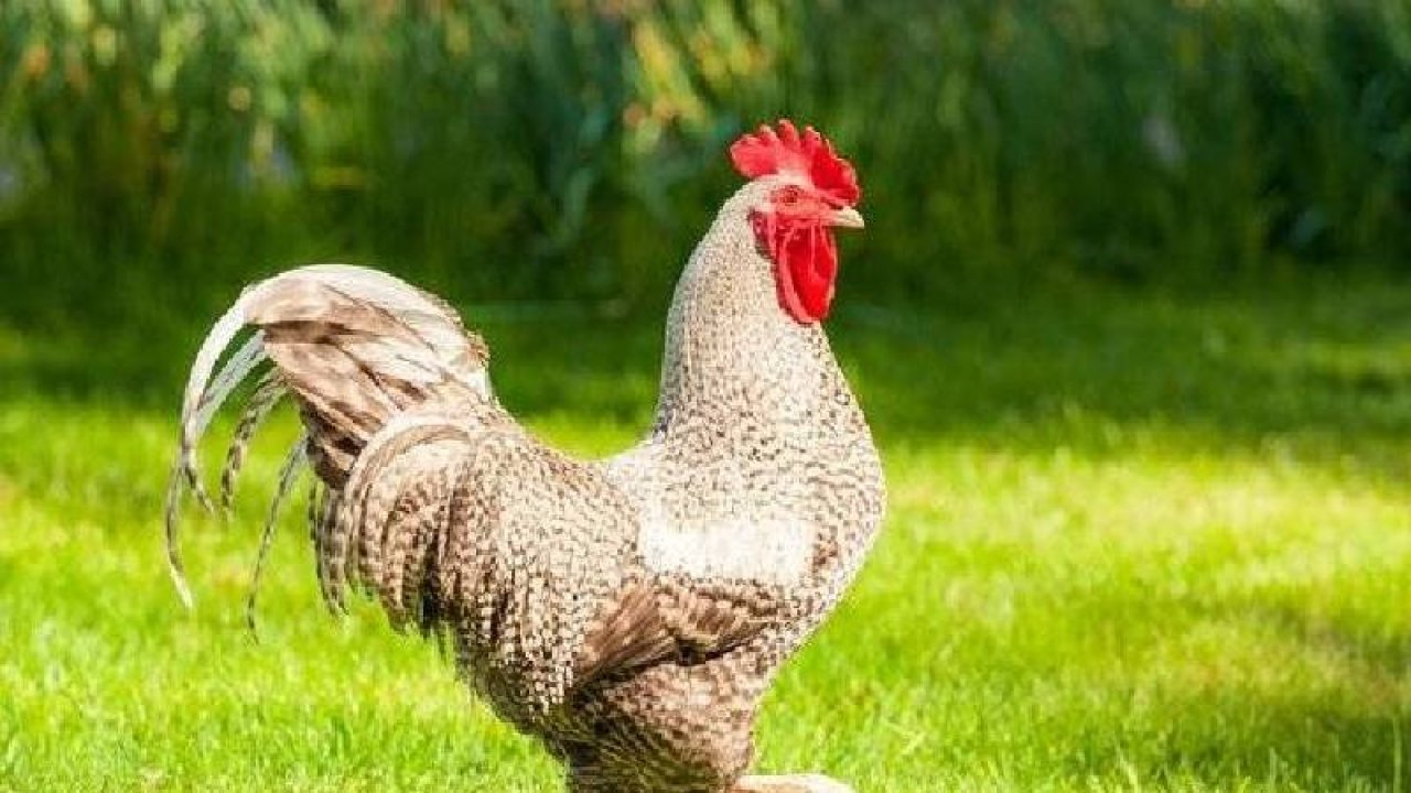 Düğünde horoza içki içiren 5 kişiye ceza
