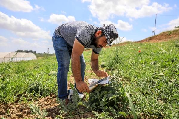 Açık alandaki karpuza ‘gazeteli’ koruma