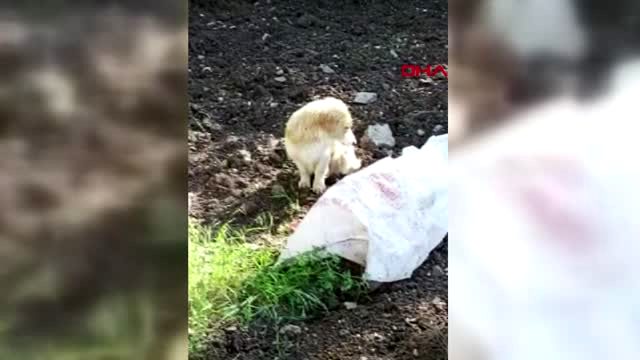Küçücük köpeği çuvala koyup ölüme terk ettiler