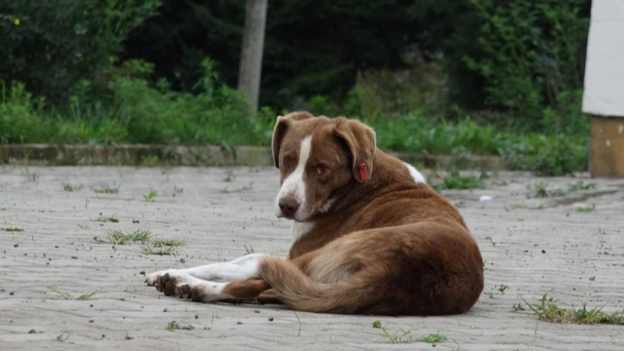 Sokak köpekleri konusunda komisyon kuruldu: Toplanma ve kısırlaştırma önerileri gündemde