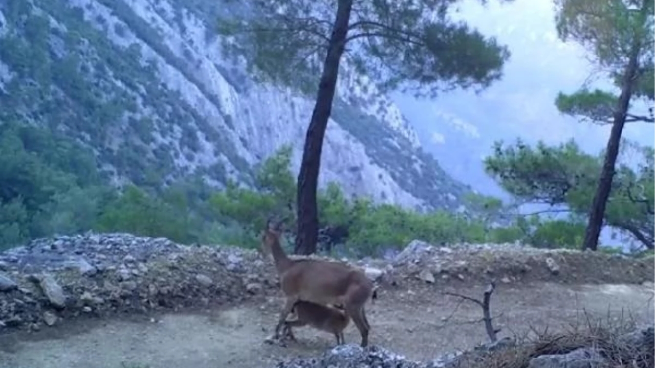 Yaban keçilerinin yavrularını besleme anı fotokapanla görüntülendi