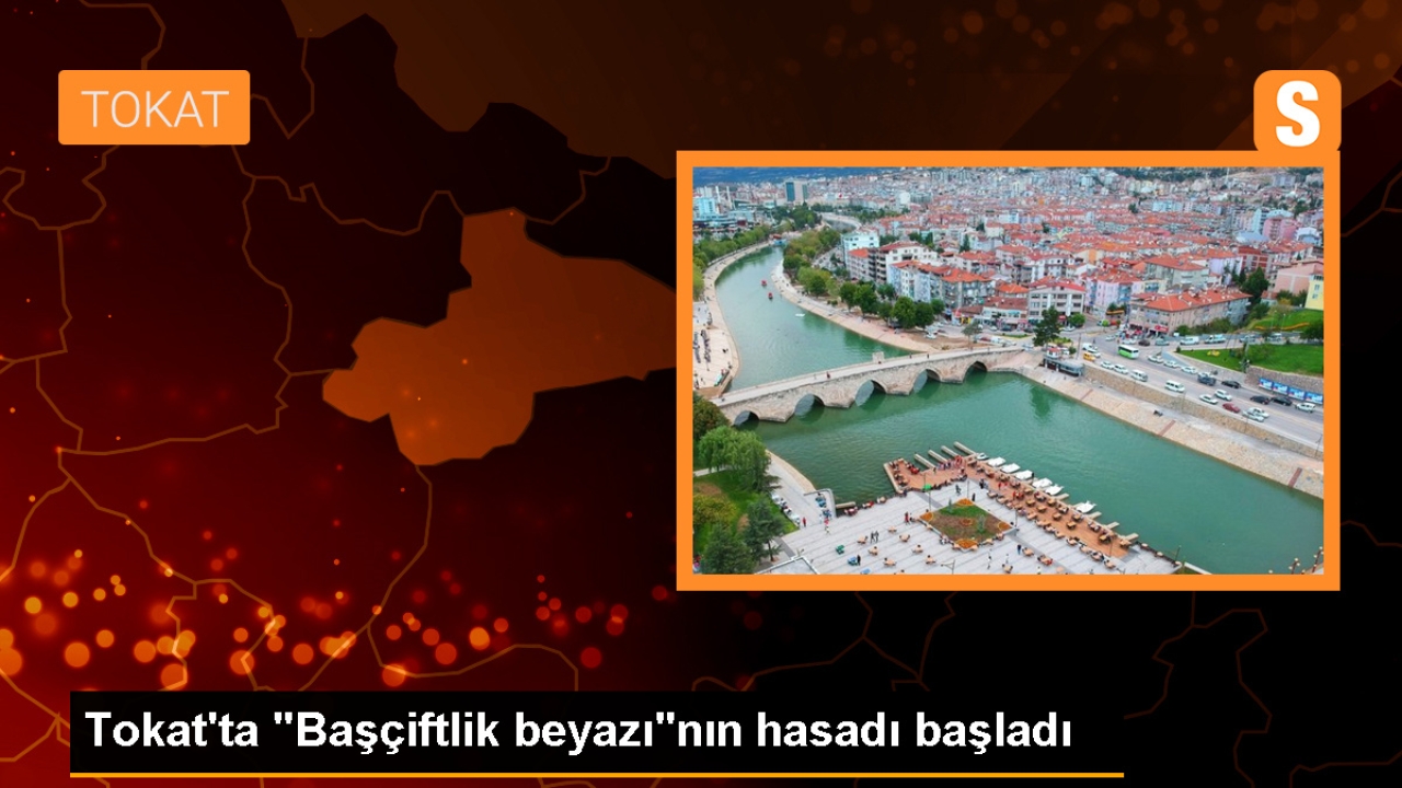 Tokat'ın Başçiftlik ilçesinde tescilli beyaz patates hasadı başladı