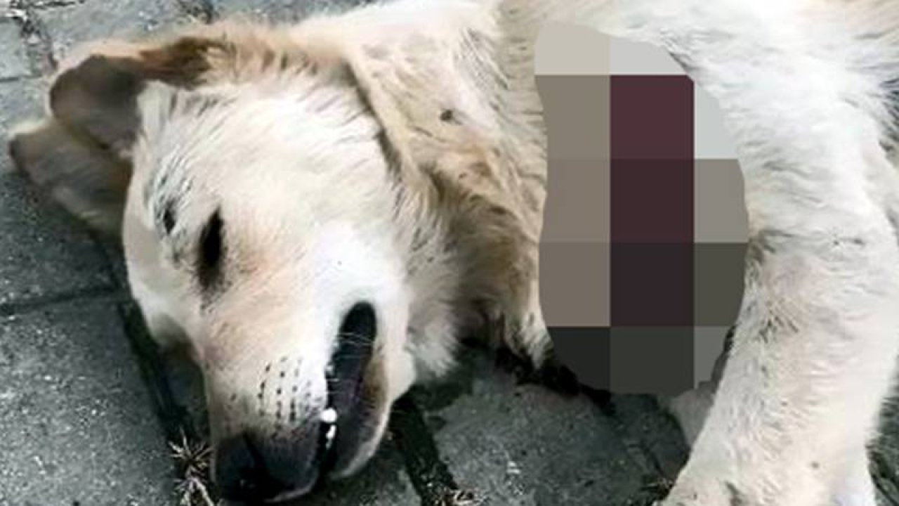 Sokak hayvanlarına vahşet: Kedi ve köpeği bıçakladılar