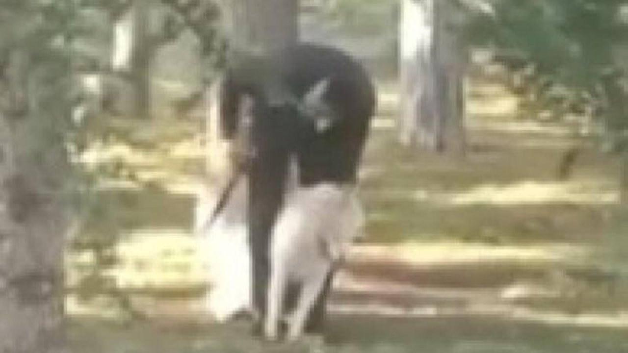 Parkta köpeğe sopalı-yumruklu saldırıya takipsizlik kararı!