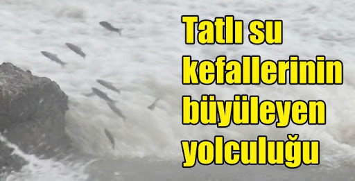 Amaçları yumurta bırakmak! Zorlu yolculukları ilginç görüntüler oluşturdu