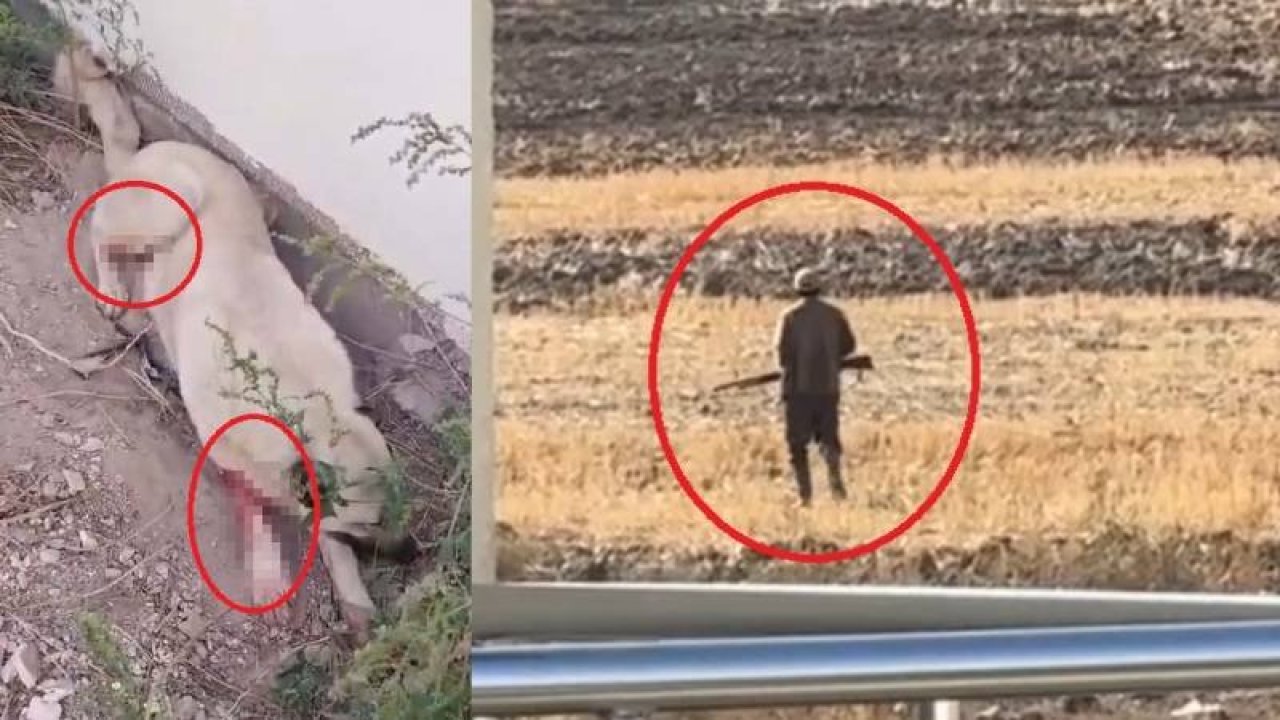 Ördek ve tavuklarını yediğini iddia ettiği 2 köpeği tüfekle vurdu!