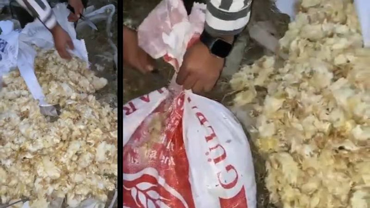 Amasya'da ağzı bağlı çuvallarda, 600 ölü civciv bulundu