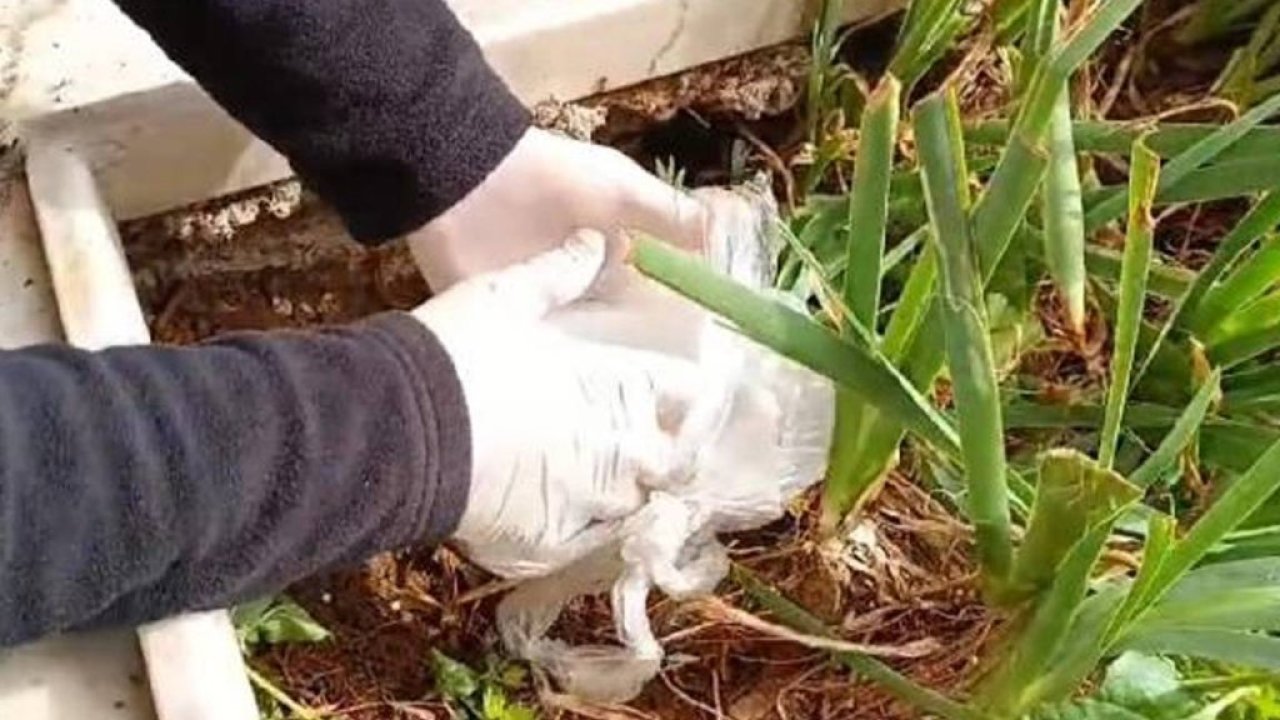Uyuşturucuyu dedesinin mezarına sakladı