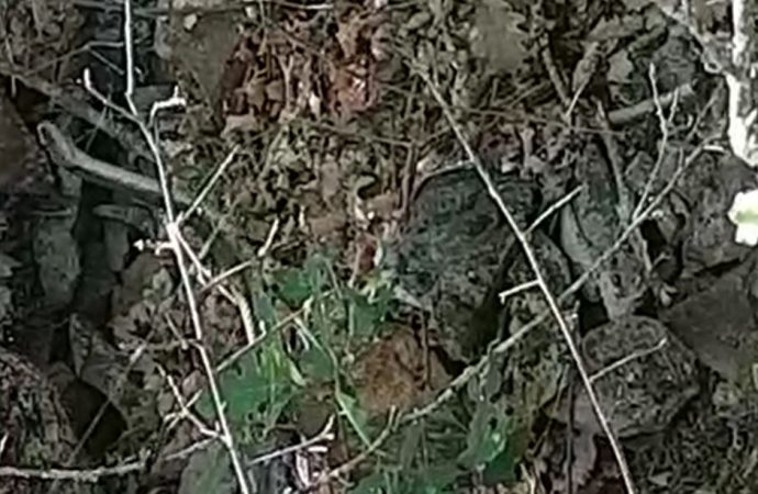 Karadeniz’de yılan tehlikesi