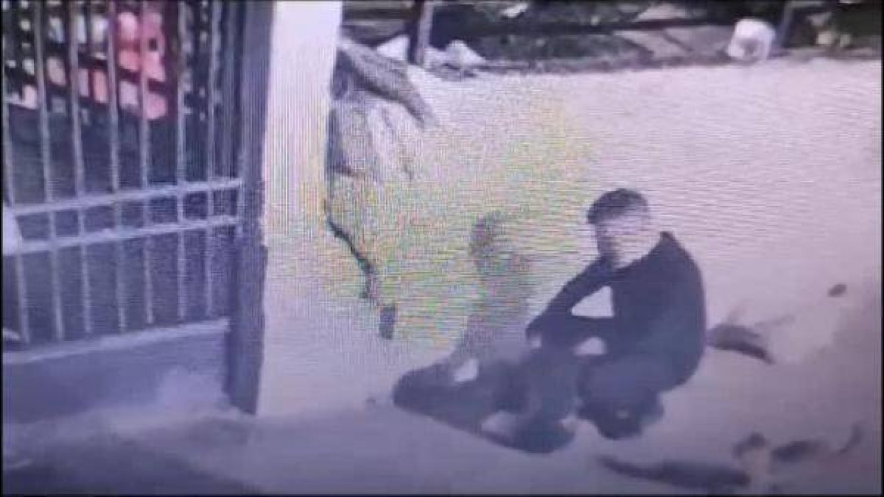“Mama veriyorum” demişti, evinden 8 ölü kedi çıktı!