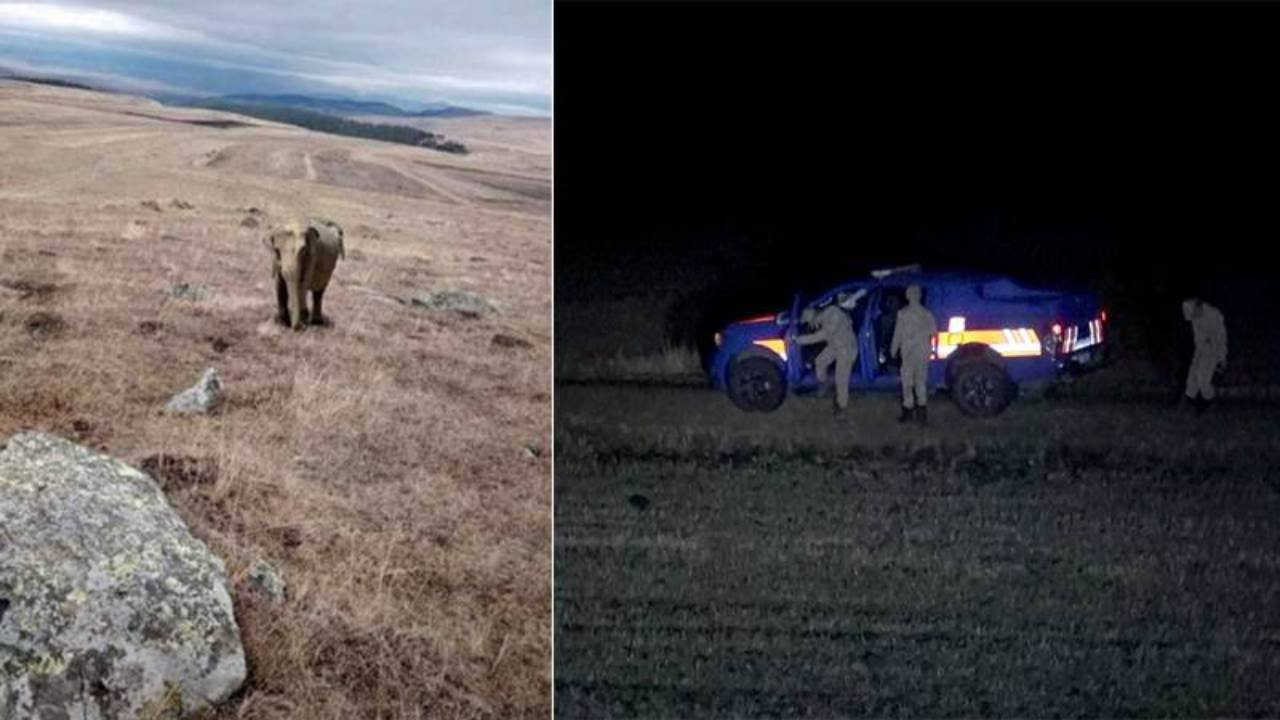 Ardahan'da fil alarmı jandarmayı harekete geçirdi: Gerçek sonradan anlaşıldı