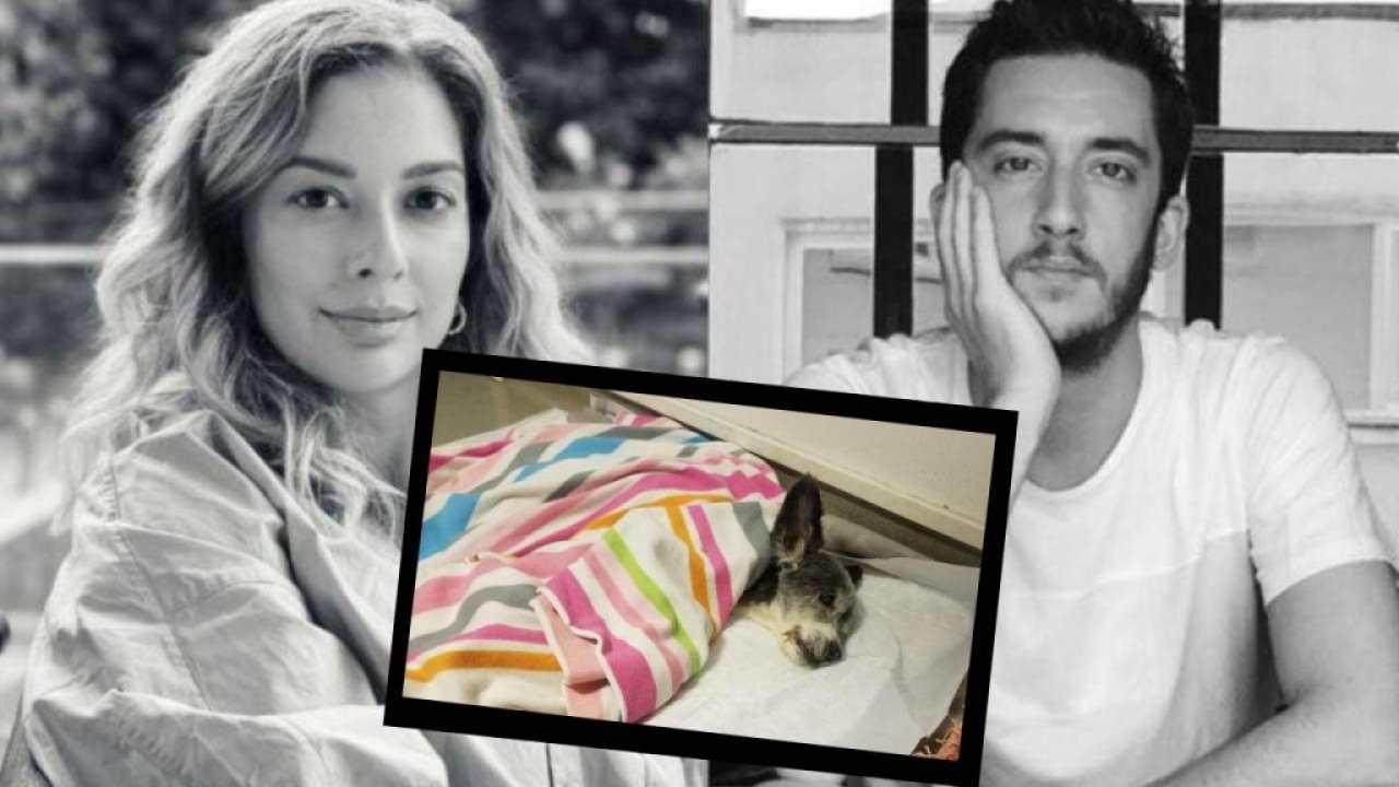 100 milyon liralık vurgunla kaçan Kıvanç Talu ve Beril Talu'nun terk ettikleri köpekleri öldü