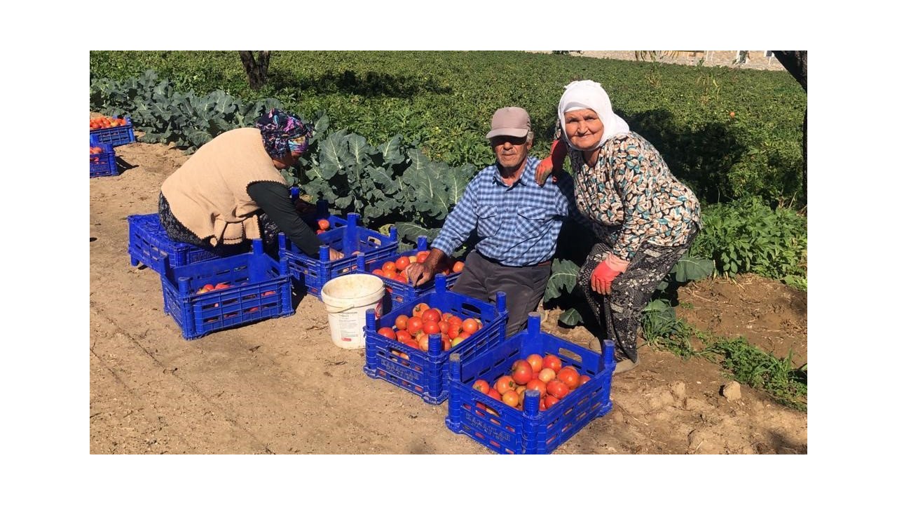 Domateste güz hasadı başladı, düşen fiyatlar üreticiyi memnun etmedi