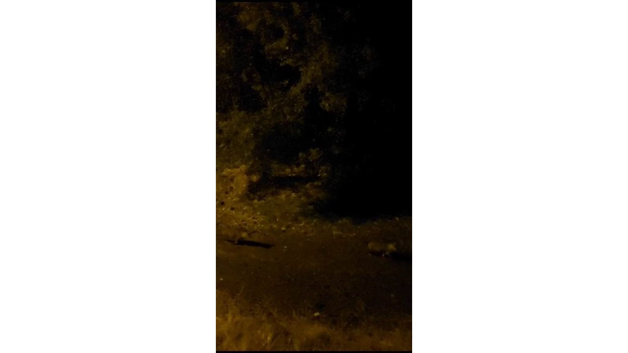 Aç kalan çakallar yerleşim yerinde yiyecek aradı