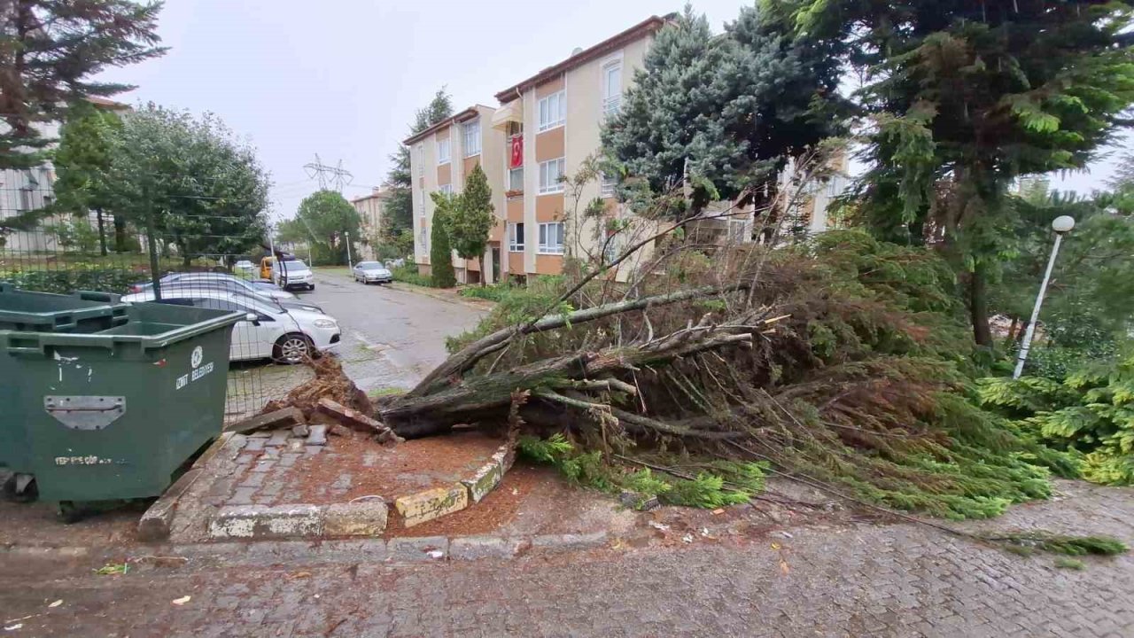 Kocaeli’de ağaçlar fırtınaya dayanamadı