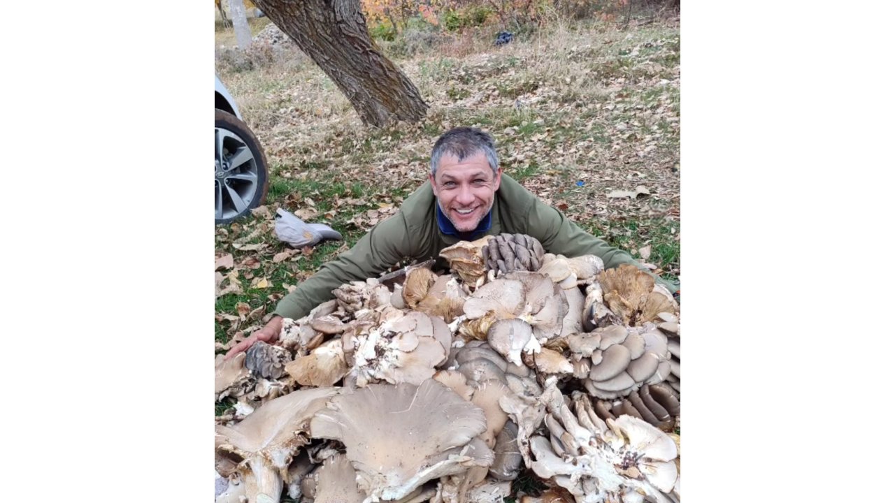 İstiridye mantarları görenleri şaşırttı