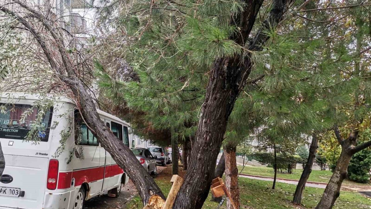 Bilecik’te şiddetli rüzgarda yıkılan ağaç aracın üzerine devrildi