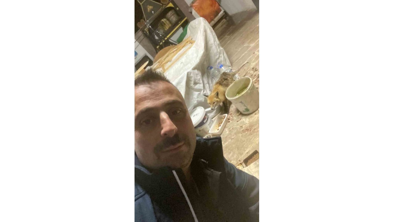 Bahçeye gelen tilkiyi elleriyle besledi