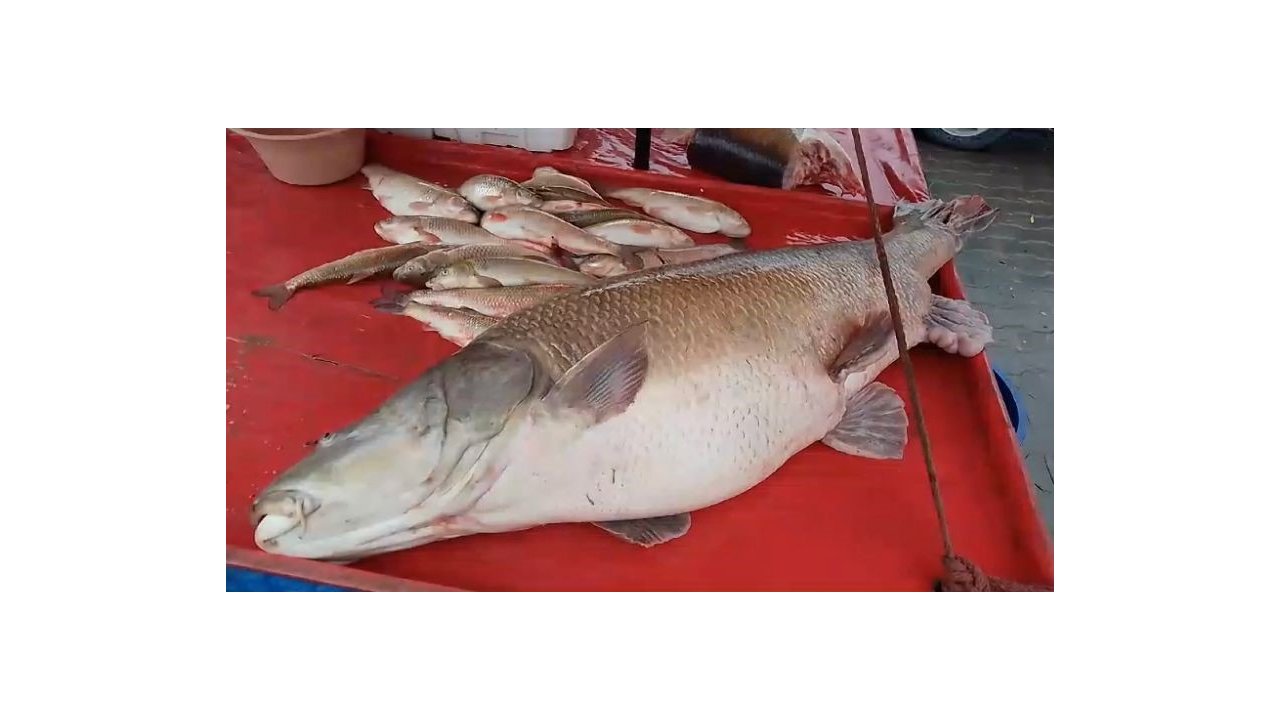 Karasu Nehri’nde 110 kiloluk turna balığı oltaya takıldı