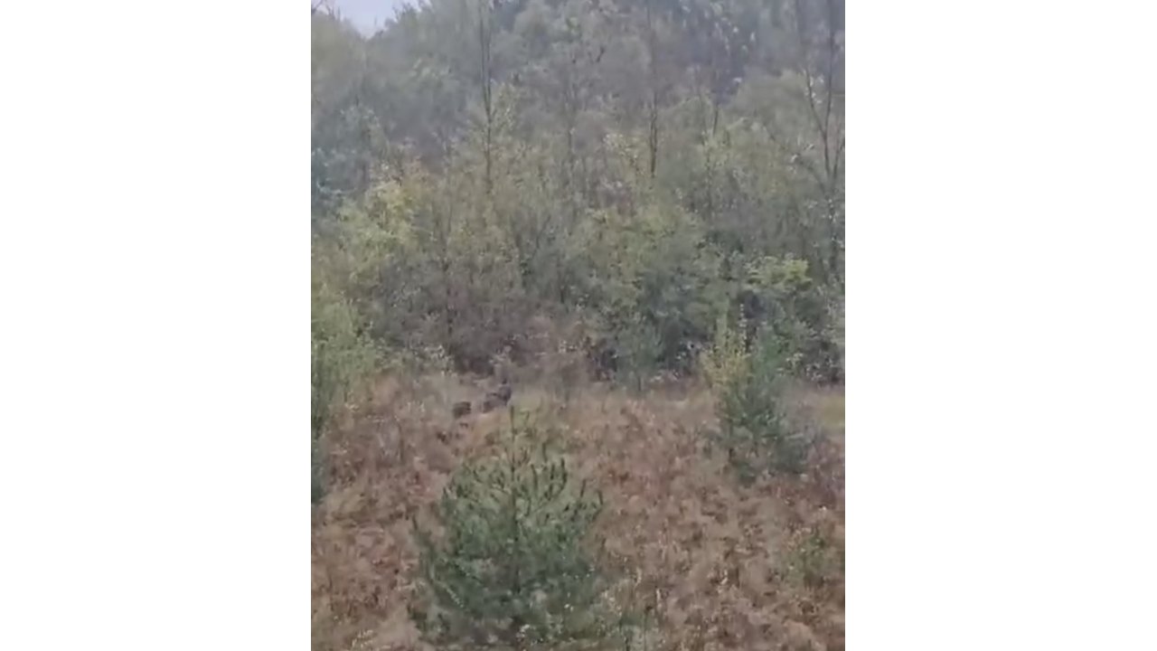 Domuz sürüsü fırtınadan böyle kaçtı