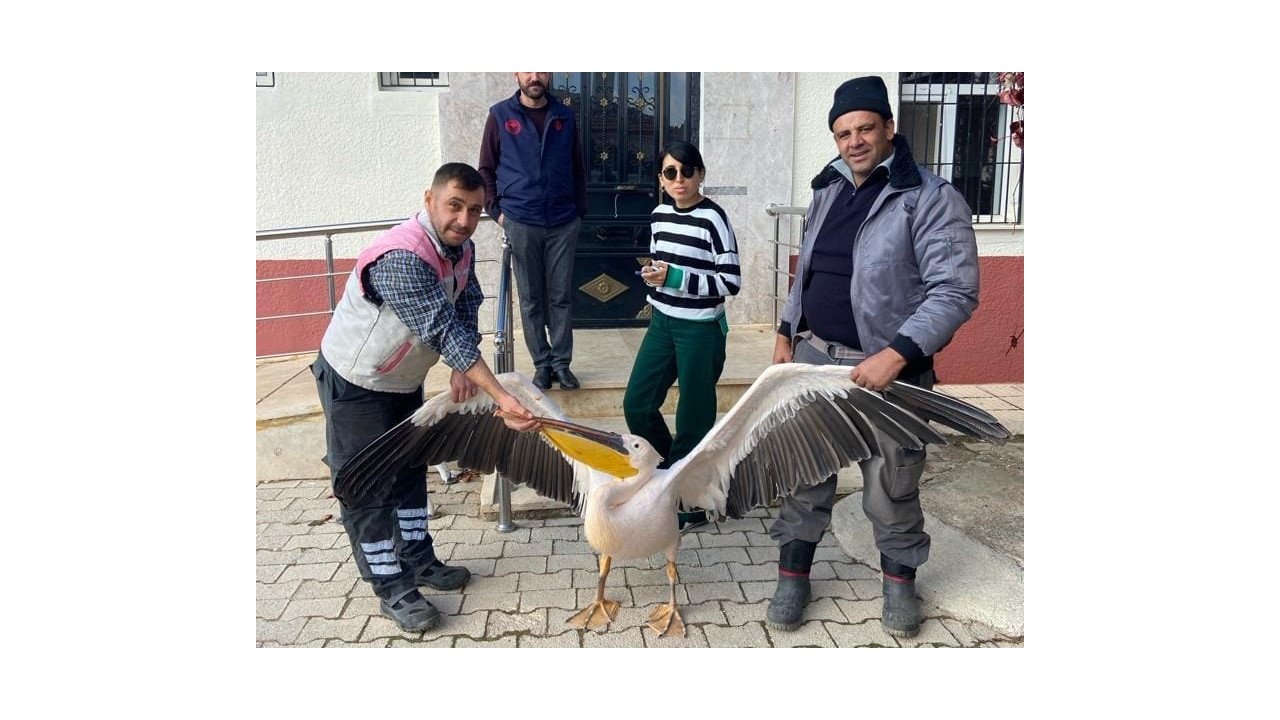 Yaralı halde bulunan pelikan koruma altına alındı