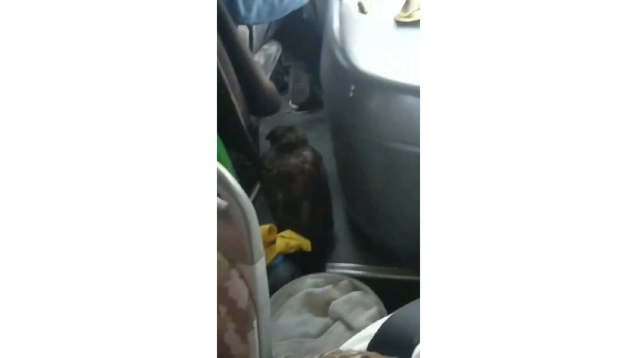 Dolmuşta yırtıcı kuşla yolculuk yaptılar