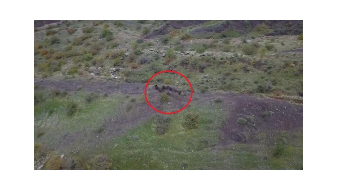 Diyarbakır’da domuz sürüsünün kaçışı dronla görüntülendi