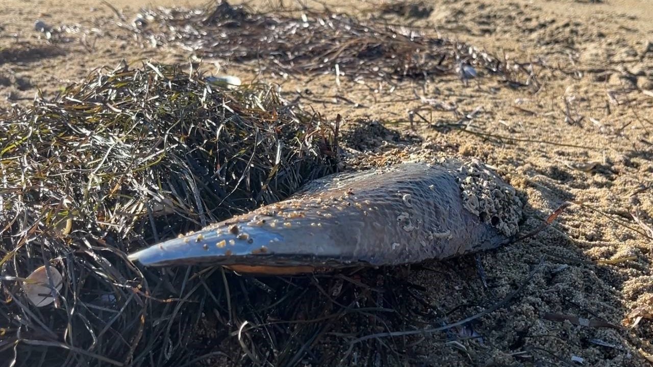 Marmara’nın umudu denilmişti; ölen pinalar endişeye neden oldu