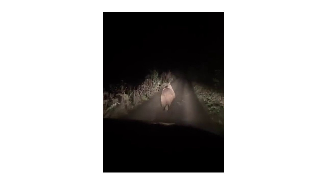 Otomobilden korkup kaçan ayı kamerada