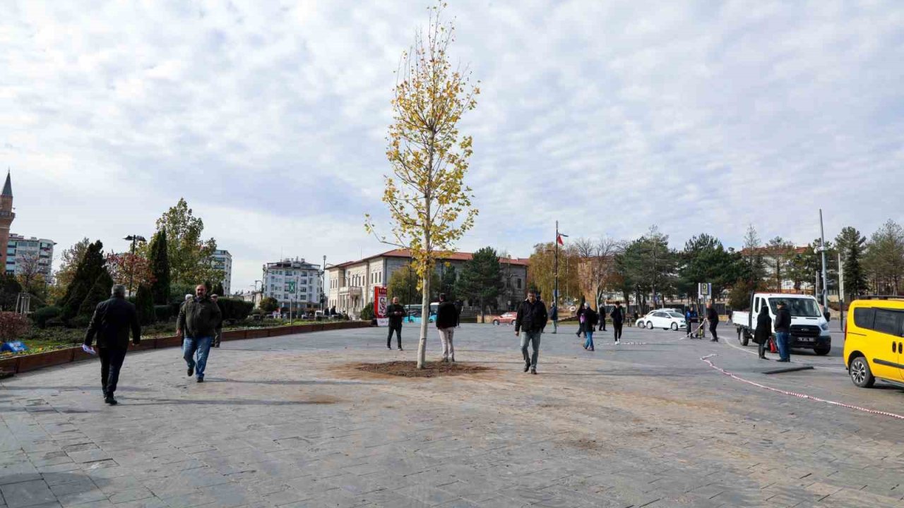 Sivas’ın sembolü olan tek ağaç kurumuştu, yerine yenisi dikildi