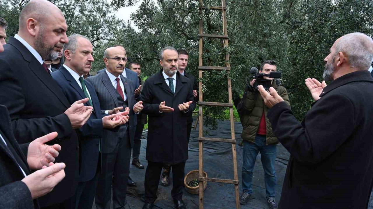 Orhangazi’de de zeytin hasadı başladı