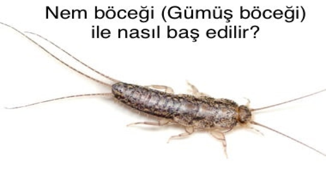 Nem böceği nedir ve nasıl yok edilir? Nem ve gümüş Böceği ile Başa Çıkmanın Püf Noktaları