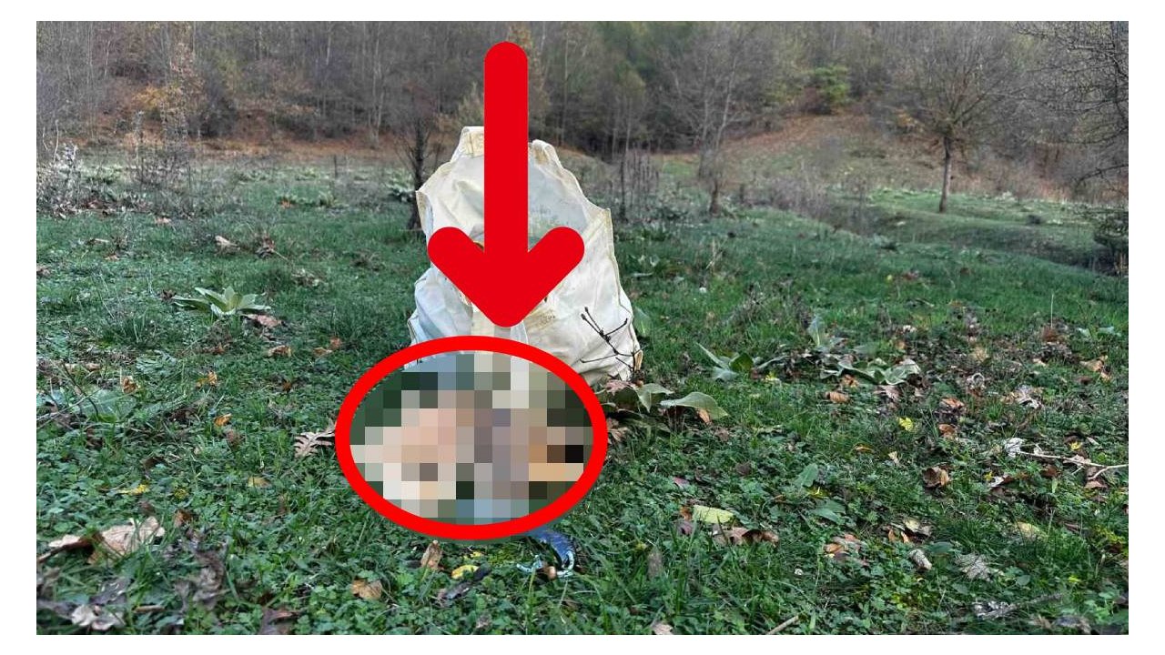 Ormandan bedavaya toplayıp çuvallarla götürüyorlar! Pazarda yüzlerce liraya satılıyor: Şehir dışından bile tal