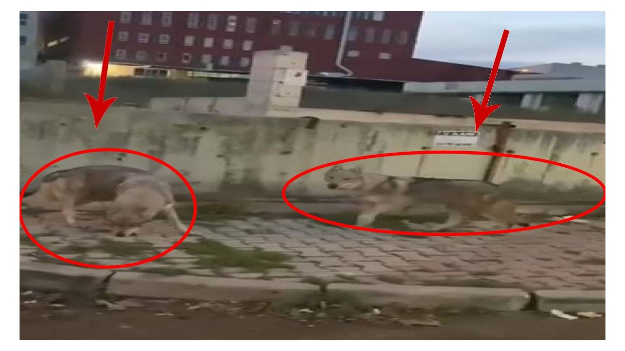 İstanbul’un göbeğine kadar indiler! Gören resmen kaçacak delik aradı: Artık burnumuzun dibindeler