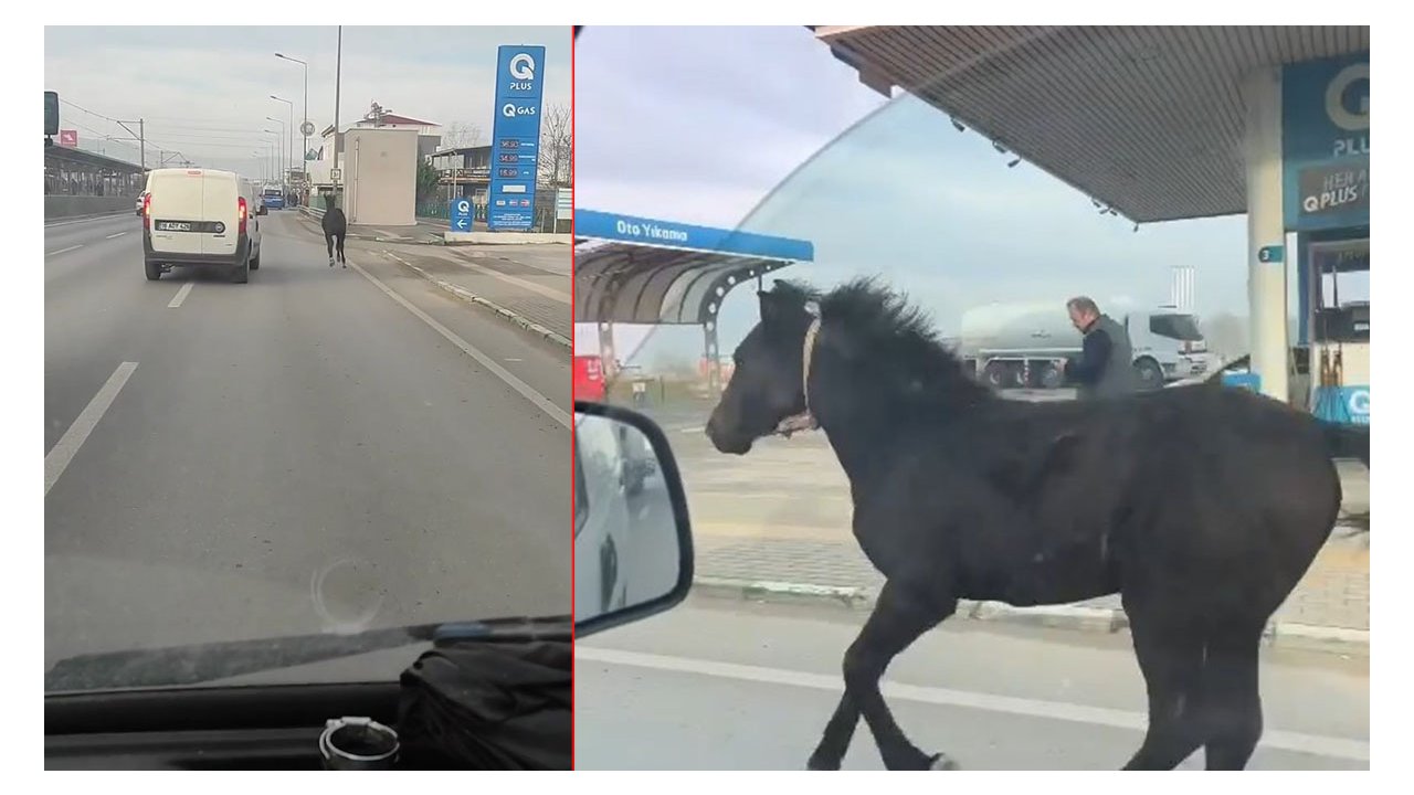 Bulunduğu yerden kaçan tay caddedeki arabalarla yarıştı! Resmen deli fişek, hızını görenler hayretler içinde k