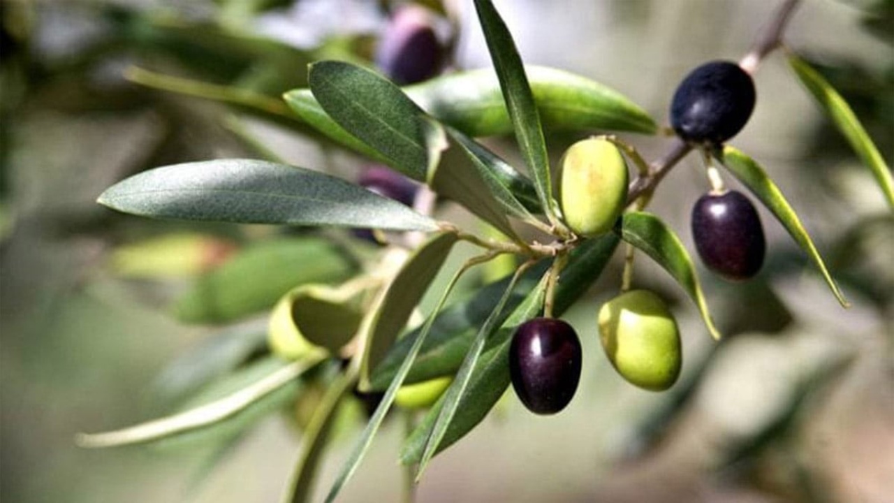 Zeytin nerede yetişir?
