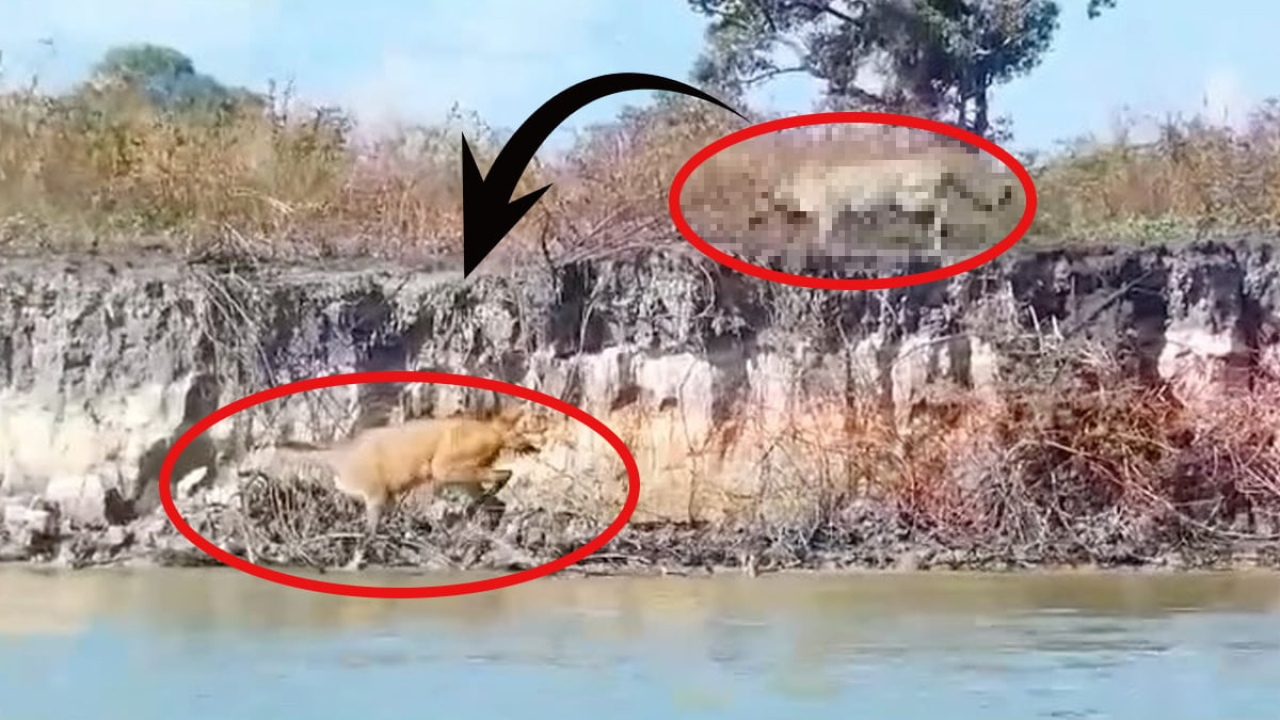 En güçlü 5. ısırığa sahip biliniyordu! Bu defa kendini suda kanıtladı... Tek hamleyle öldürdü