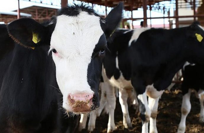 2022’den itibaren besilik büyükbaş hayvan ithalatına izin verilmeyecek