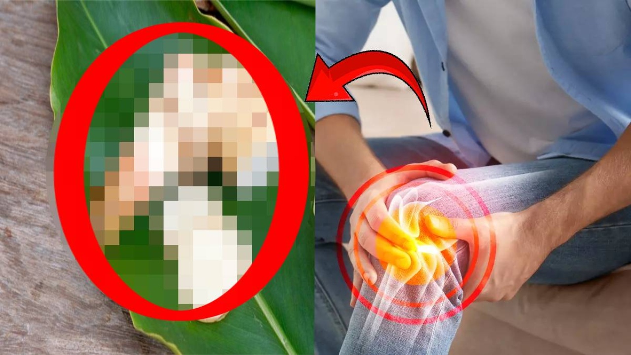 Romatizması olan altın bulmuş gibi sevinecek! Bu otu macun yapıp yiyenler ağrıyı unutsun: Aktardan kilo kilo a