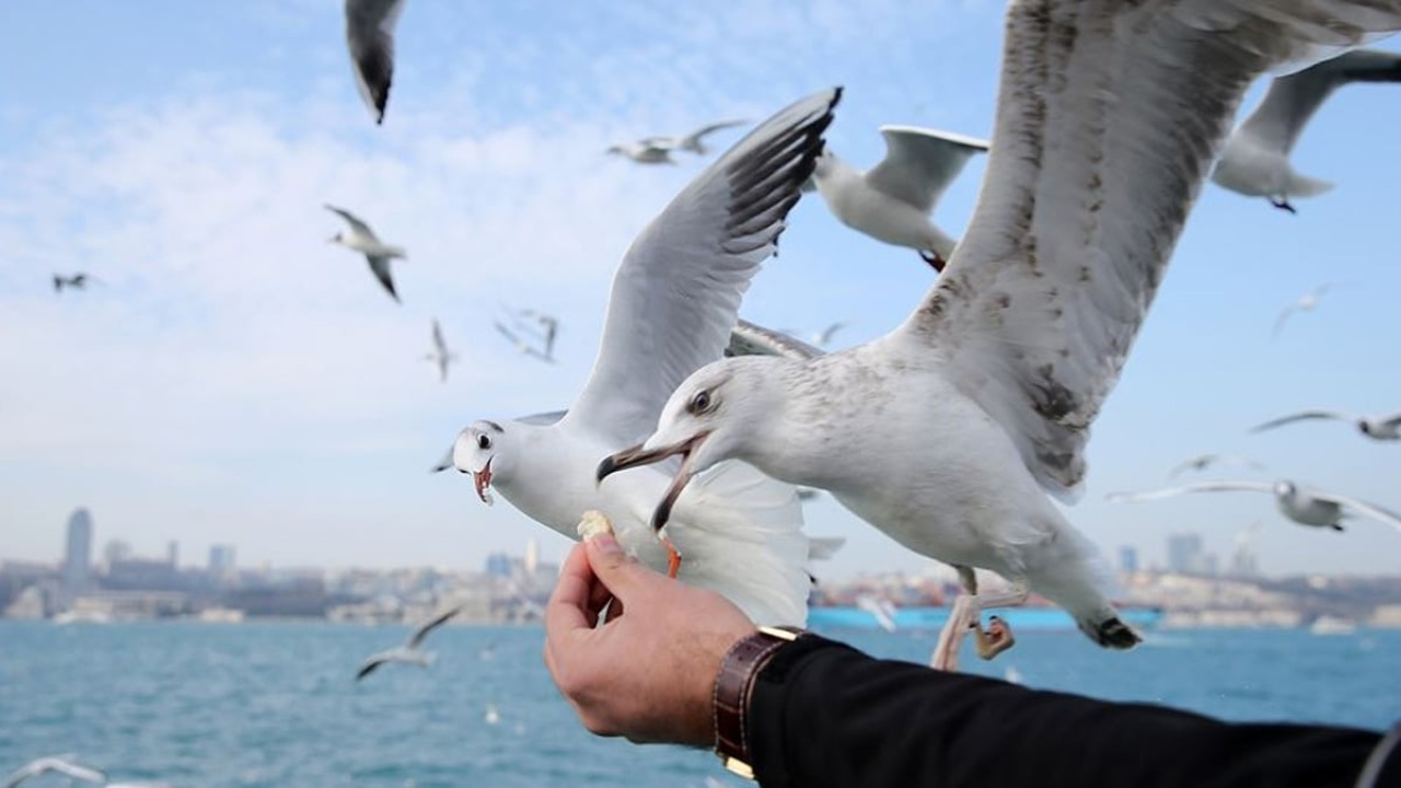 Martıya simit atarken parmağınızdan olabilirsiniz! Anakonda gibi hedefini tek lokmada yuttu: Sandığınız kadar