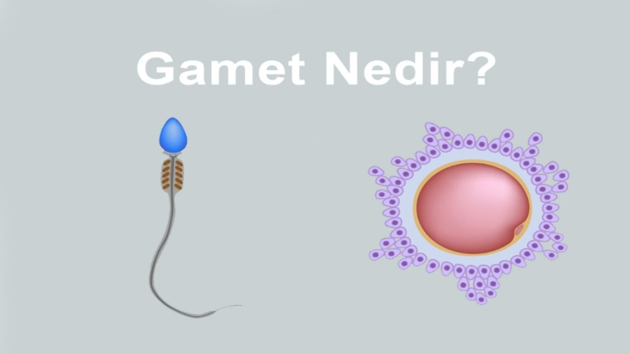 Gamet Nedir: Üreme Sürecindeki Önemli Bir Rol Oynayan Hücreler