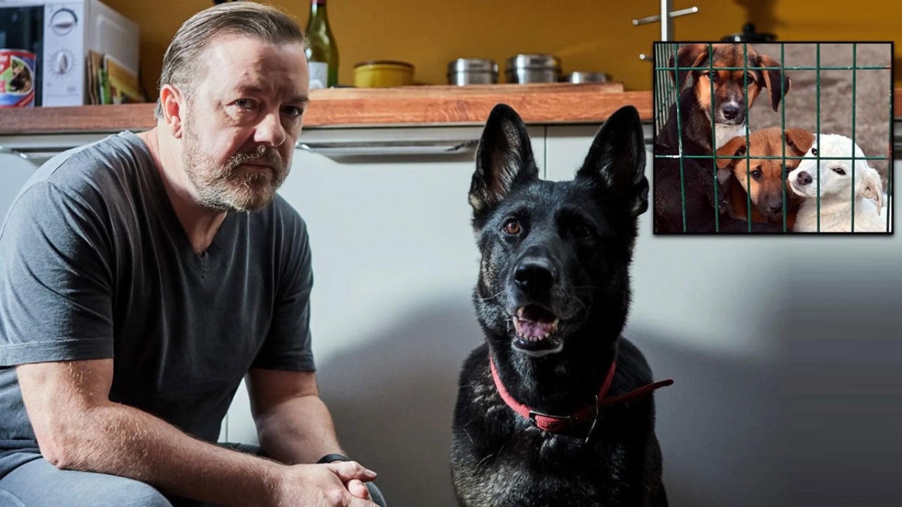 Ünlü komedyen Ricky Gervais'ten 11 hayvan derneğine rekor bağış