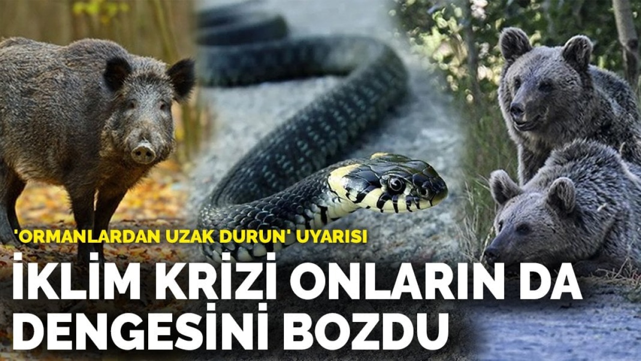 'Ormanlardan uzak durun' uyarısı: İklim değişikliği hayvanların da dengesini bozdu